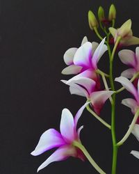 Close-up of fresh pink flower against black background