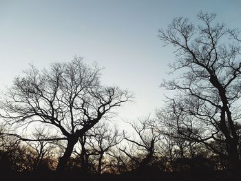 Silhouette of trees against sky