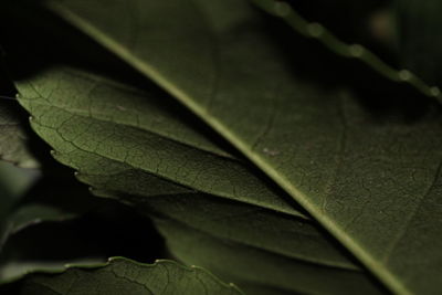 Close-up of water drops on leaf