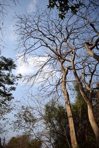 Low angle view of bare trees against sky