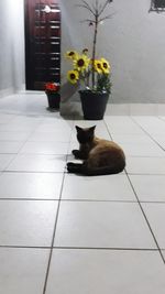 Portrait of cat sitting on floor