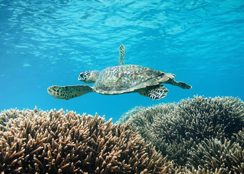 View of turtle swimming in sea