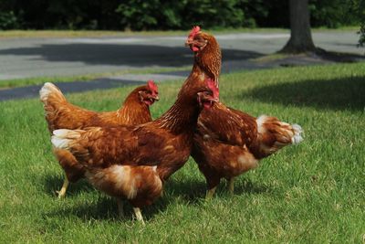 Close-up of rooster on field