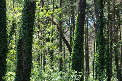 Trees in forest