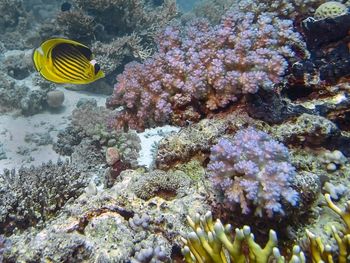 View of fish swimming in sea