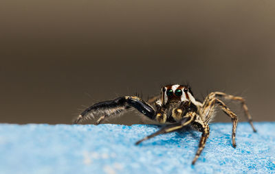 Close-up of crab