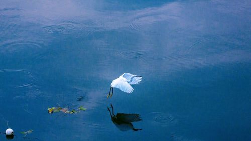 High angle view of duck swimming in lake