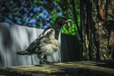 Close-up of bird perching on tree trunk