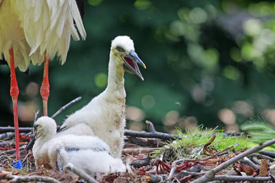 Close-up of white bird