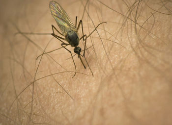 Close-up of insect