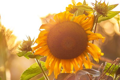 Close-up of yellow flowering plant