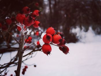 Red berries on tree during winter