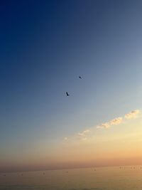 Low angle view of birds flying against clear sky during sunset