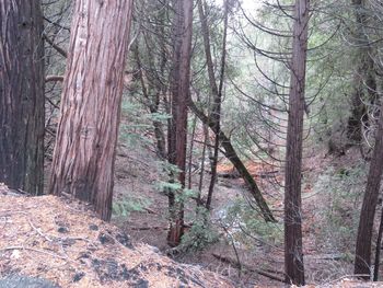 Trees in forest