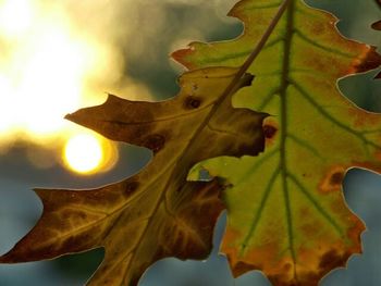 Low angle view of leaves against sky