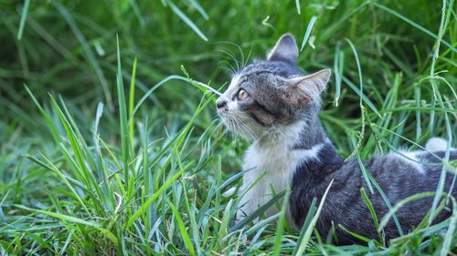 View of a cat looking away