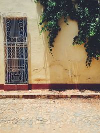 Plant growing on house wall