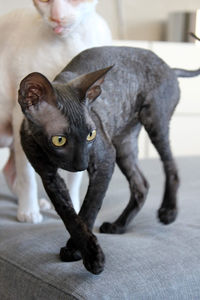 Cornish rex kitten 