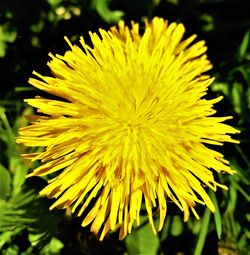 Close-up of yellow dandelion flower