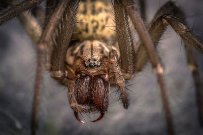 Close-up of spider on web