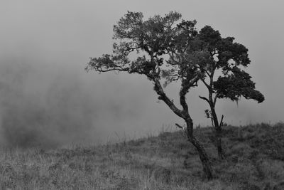 Tree on field against sky