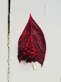 Close-up of red leaves on white wall