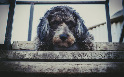 Close-up portrait of dog relaxing on floor