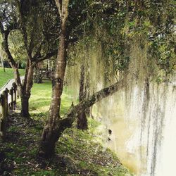 Trees and grass in water