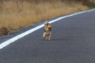 Dog sitting on road