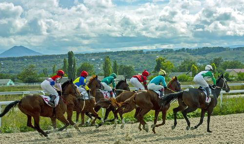 Horses on field