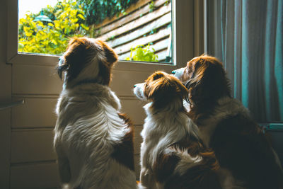 Close-up of dog at home