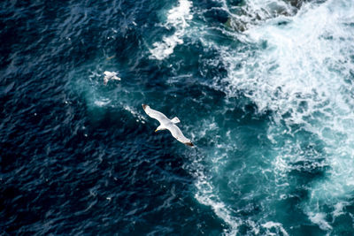 High angle view of fish flying over sea