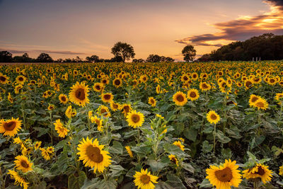 Scenic view of sunflower field against sky