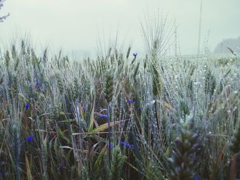 Close-up of wildflowers blooming on field against sky