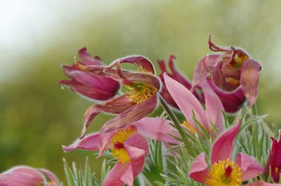 Close-up of pink flower buds