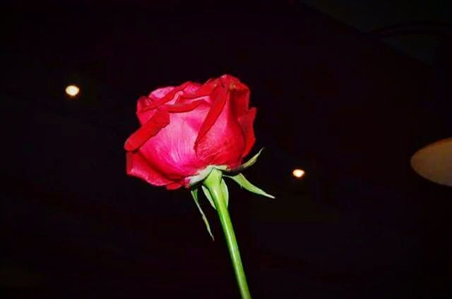 flower, petal, flower head, freshness, fragility, beauty in nature, black background, growth, close-up, stem, nature, studio shot, night, single flower, rose - flower, blooming, plant, blossom, in bloom, copy space