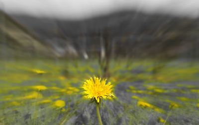 Close-up of yellow flower on field