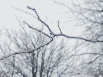 Low angle view of frozen bare tree against sky