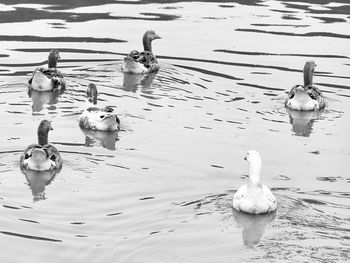 Swans swimming in lake