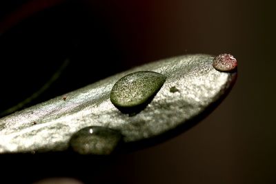Close-up of insect