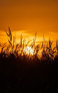 Silhouette plants growing on field against romantic sky at sunset