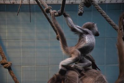 Close-up of monkey hanging on rope at zoo