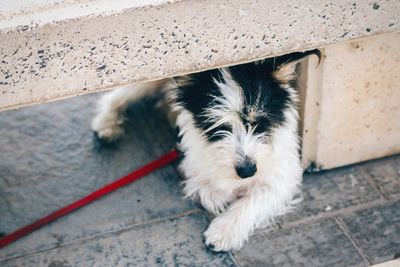 Dog relaxing below stone seat