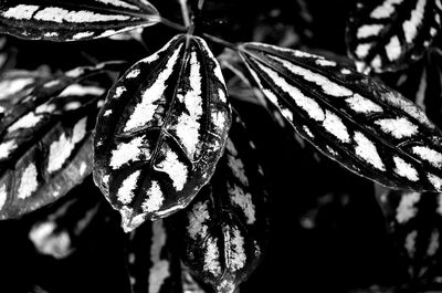 Close-up of leaves growing on plant