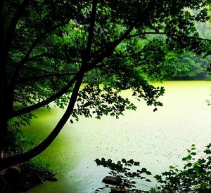 Tree by lake in forest against sky