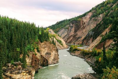 Scenic view of river amidst trees against sky