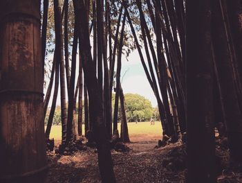 Trees growing on field in forest against sky