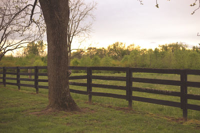 Trees on field against sky
