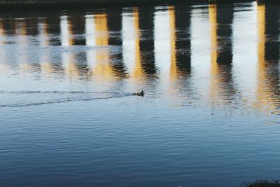 Ducks swimming in lake