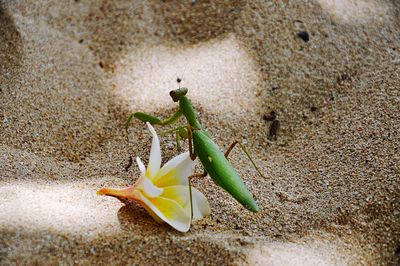 High angle view of crab on beach